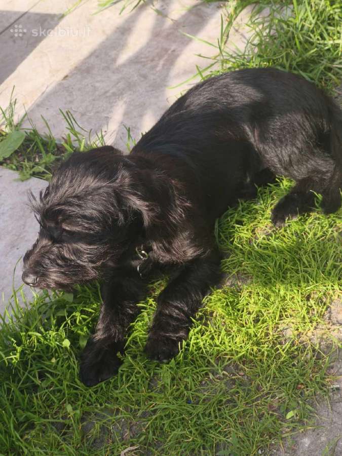 Dovanoju