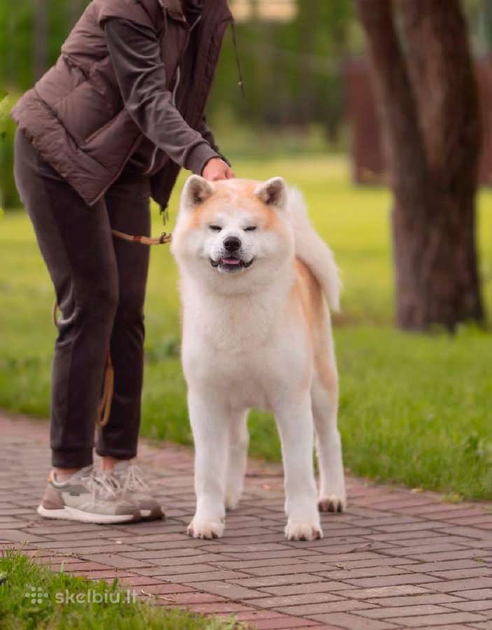 Nauja Vada Akita Inu kilmingi šuniukai iš veislyno - nuotraukos Nr. 5