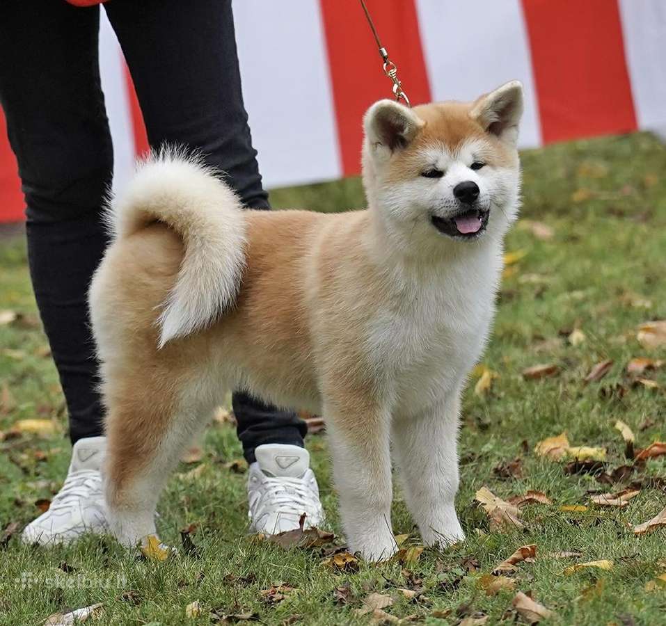 Nauja Vada Akita Inu kilmingi šuniukai iš veislyno - nuotraukos Nr. 7