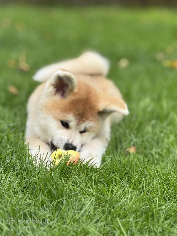 Nauja Vada Akita Inu kilmingi šuniukai iš veislyno - nuotraukos Nr. 8