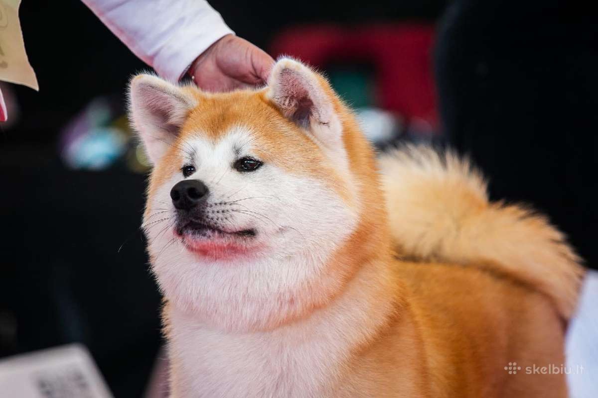 Nauja Vada Akita Inu kilmingi šuniukai iš veislyno - nuotraukos Nr. 6