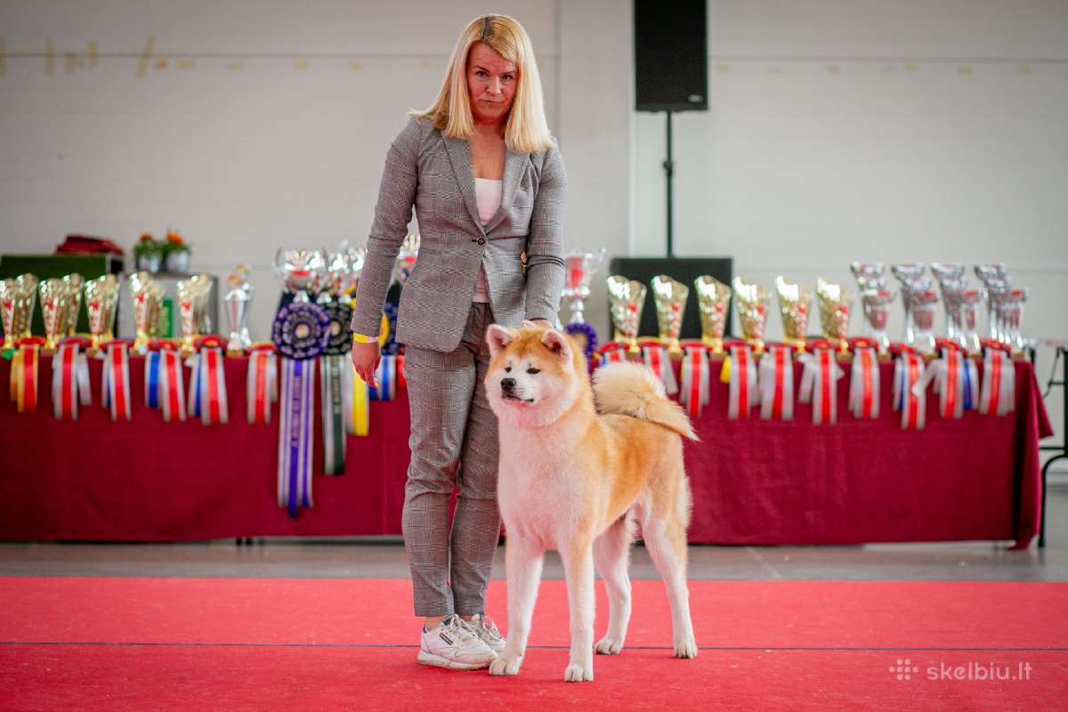 Nauja Vada Akita Inu kilmingi šuniukai iš veislyno - nuotraukos Nr. 9