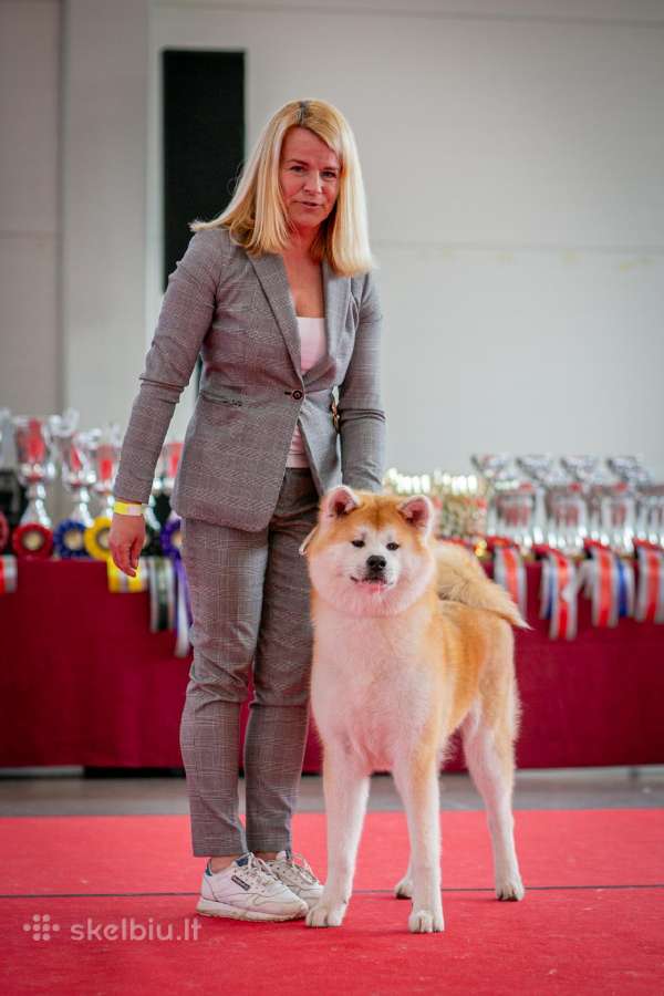 Nauja Vada Akita Inu kilmingi šuniukai iš veislyno - nuotraukos Nr. 10