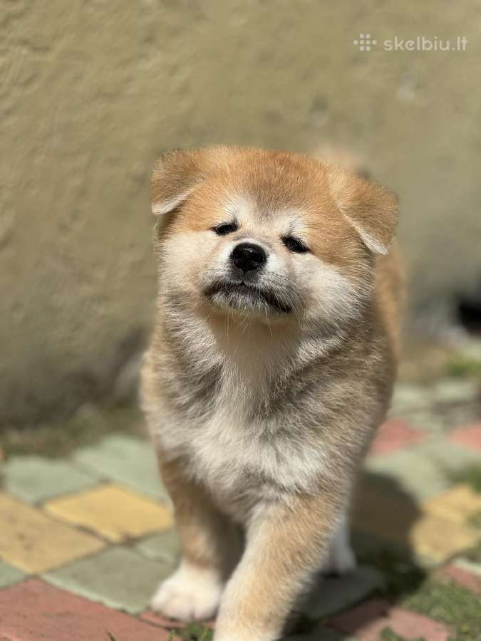 Nauja Vada Akita Inu kilmingi šuniukai iš veislyno - nuotraukos Nr. 11