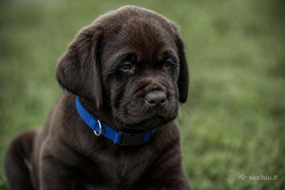 Šokoladiniai Labradoro Retriveriai