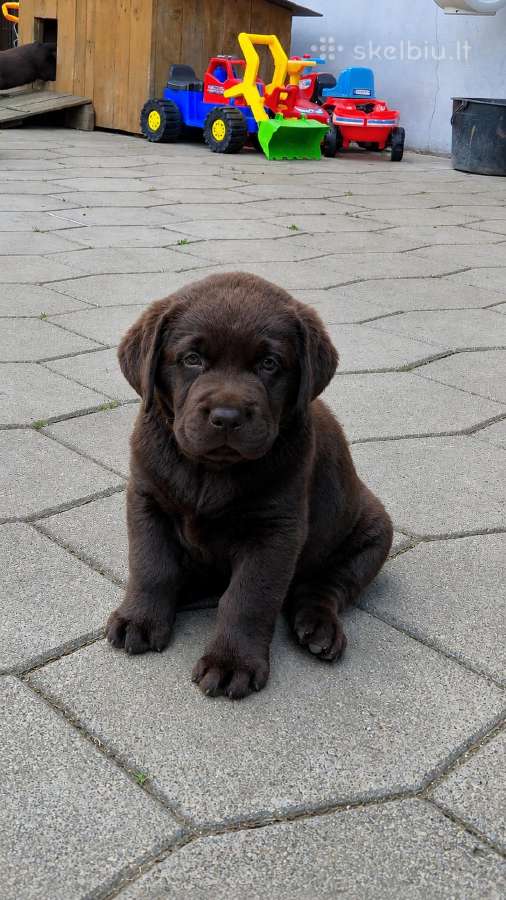 Šokoladiniai Labradoro Retriveriai - nuotraukos Nr. 6