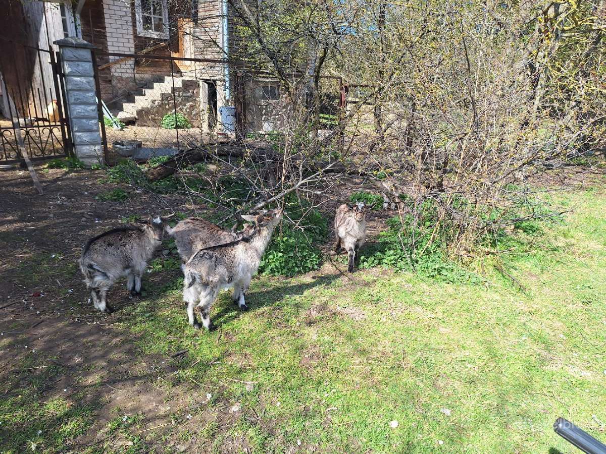 Ožiukai parduodami nebrangiai
