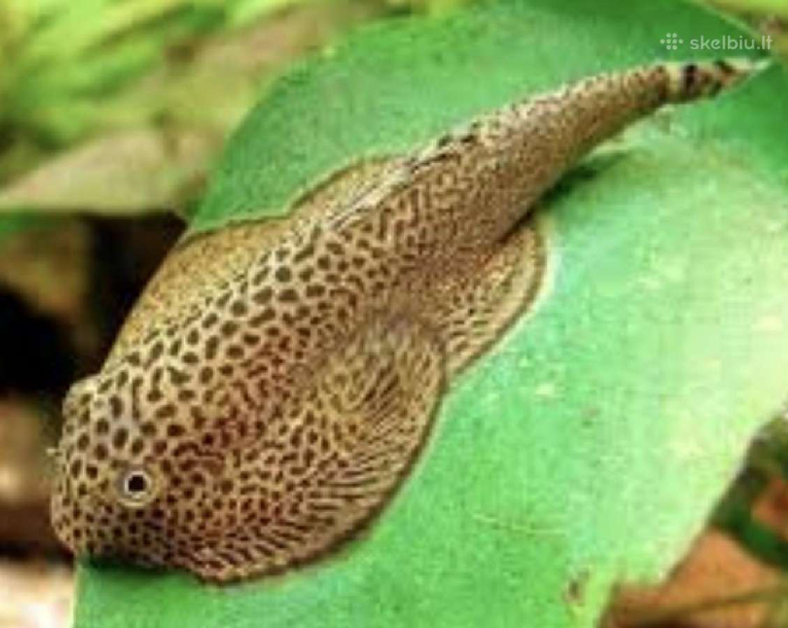 Įv. akvariuminės žuvelės Šiauliuose