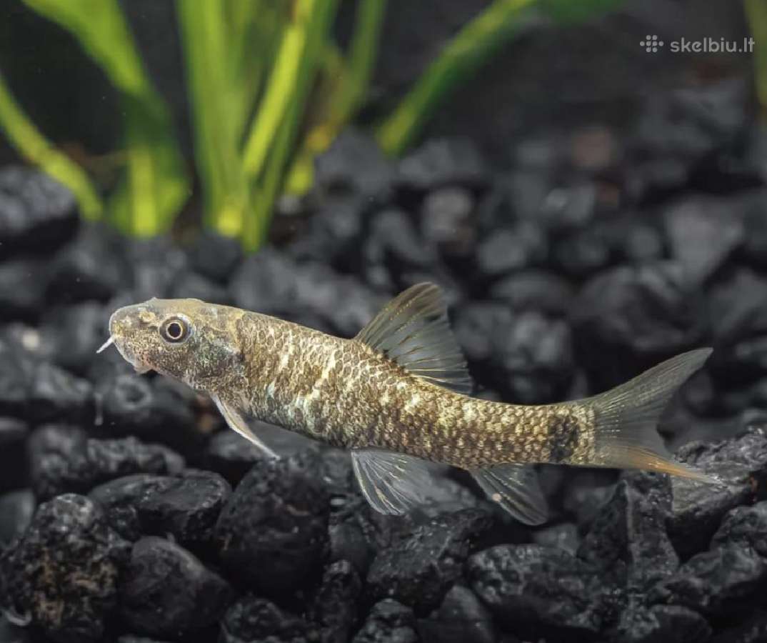 Įv. akvariuminės žuvelės Šiauliuose - nuotraukos Nr. 34