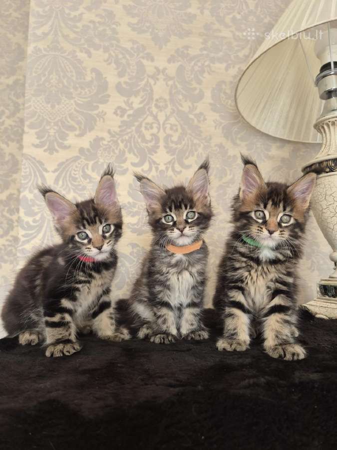 Mainecoon Parduodami kačiukai