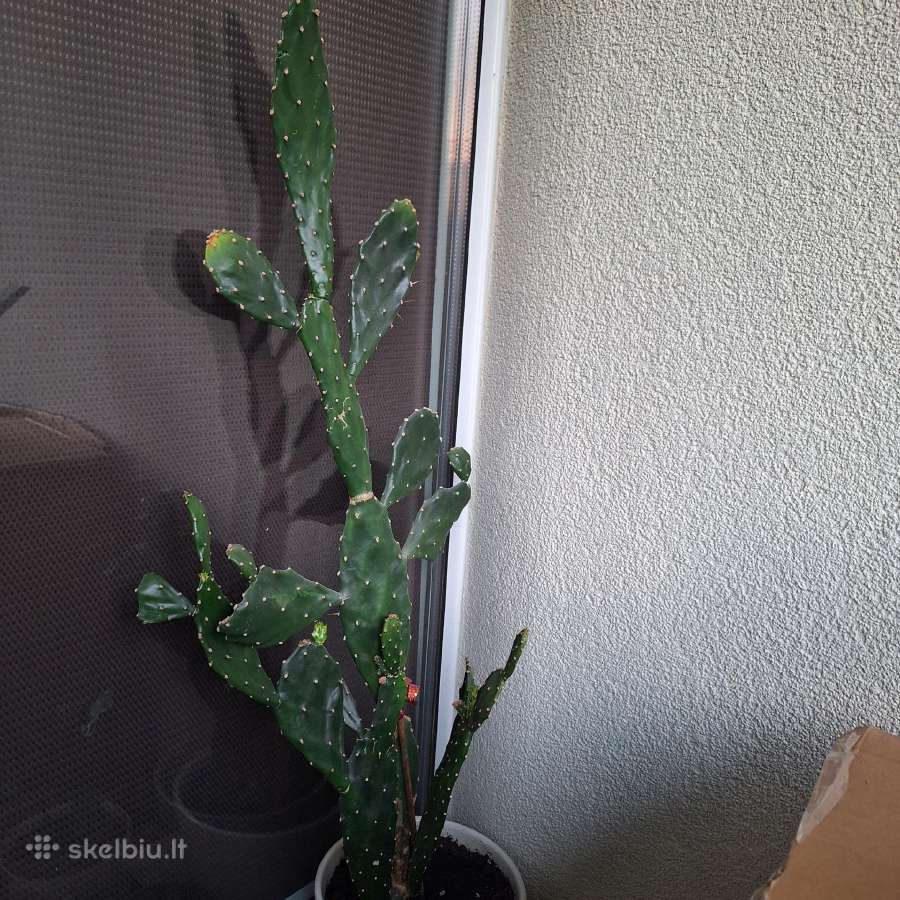 Kaktusas