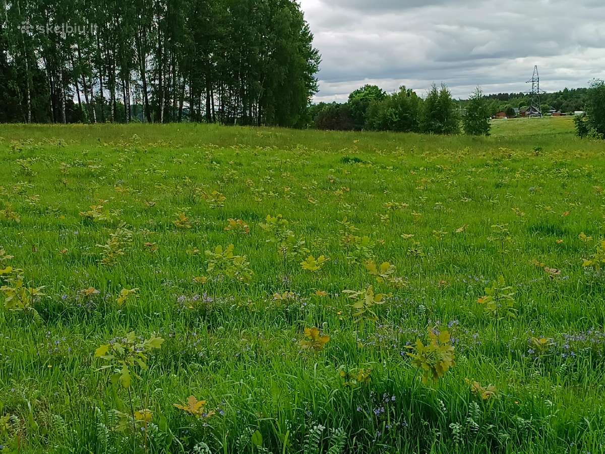 Dvimečiai ąžuoliukų sodinukai - nuotraukos Nr. 6