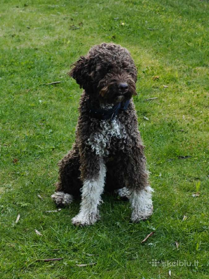 Lagotto Romagnolo