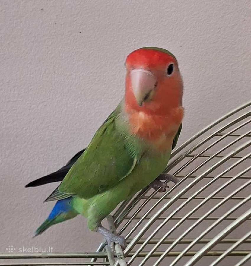 Agapornis