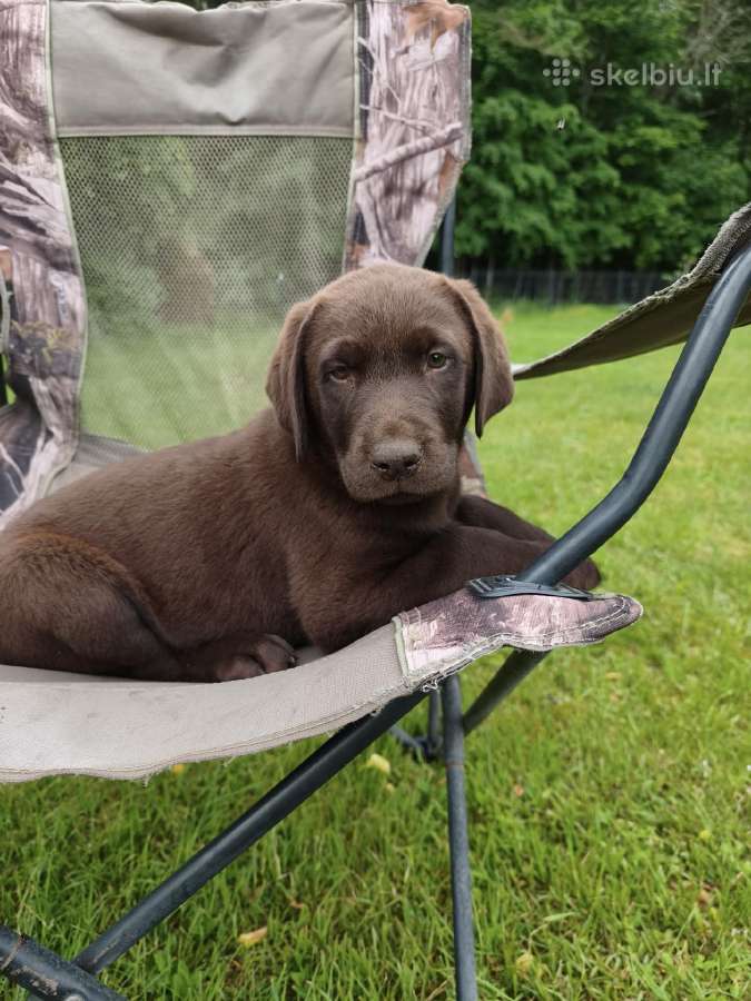Labradoro šokoladiniai Šuniukai