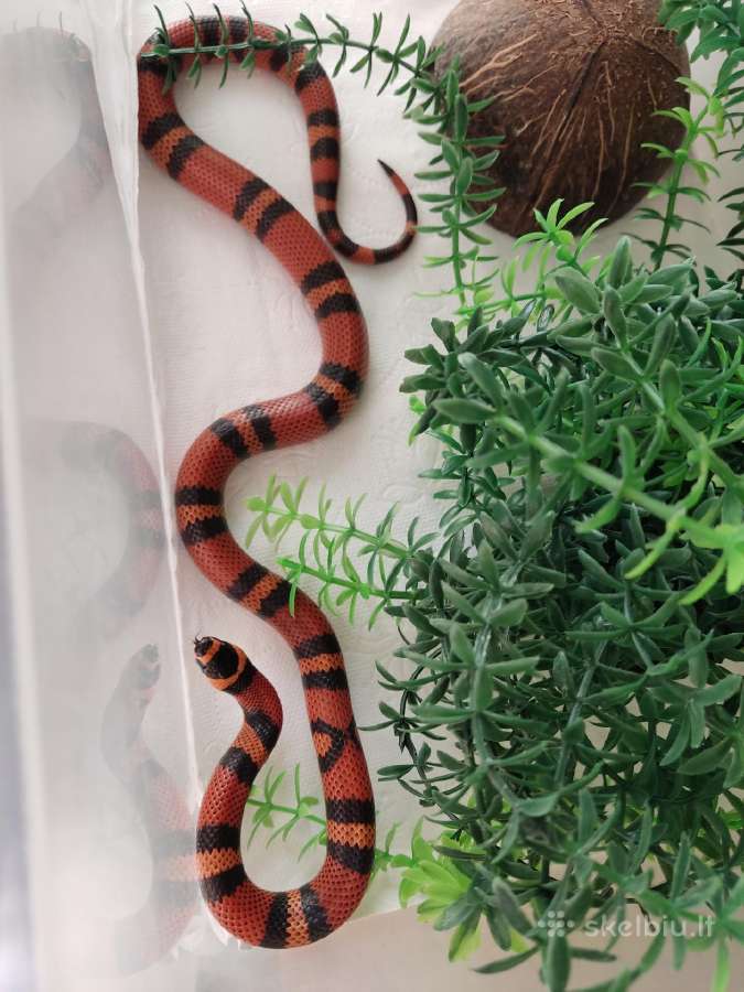 L.t.hondurensis - nuotraukos Nr. 4