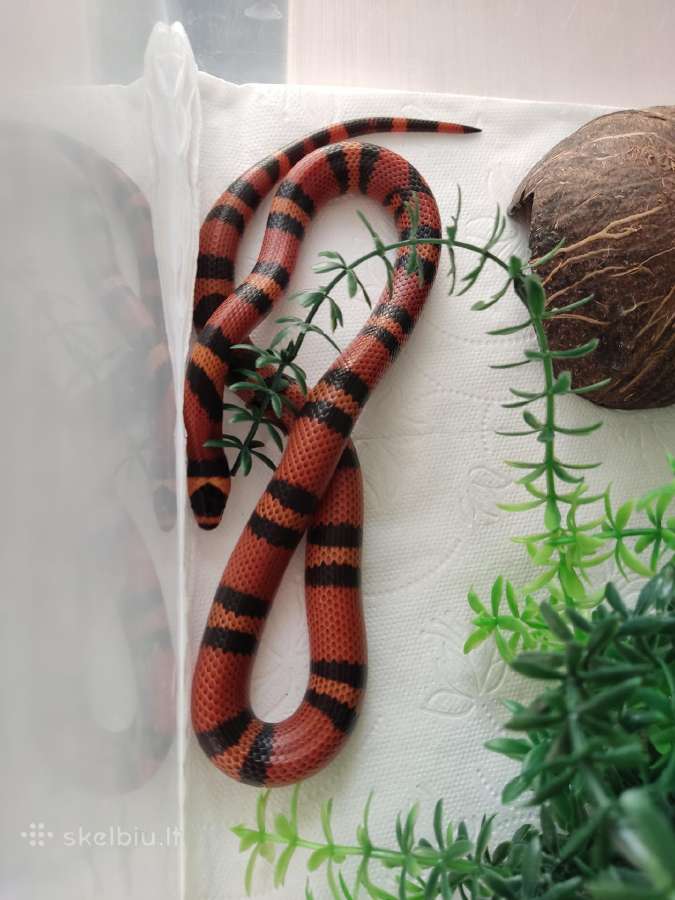 L.t.hondurensis