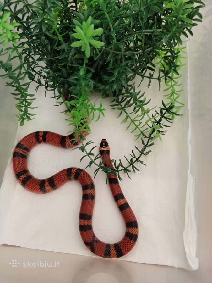 L.t.hondurensis - nuotraukos Nr. 3