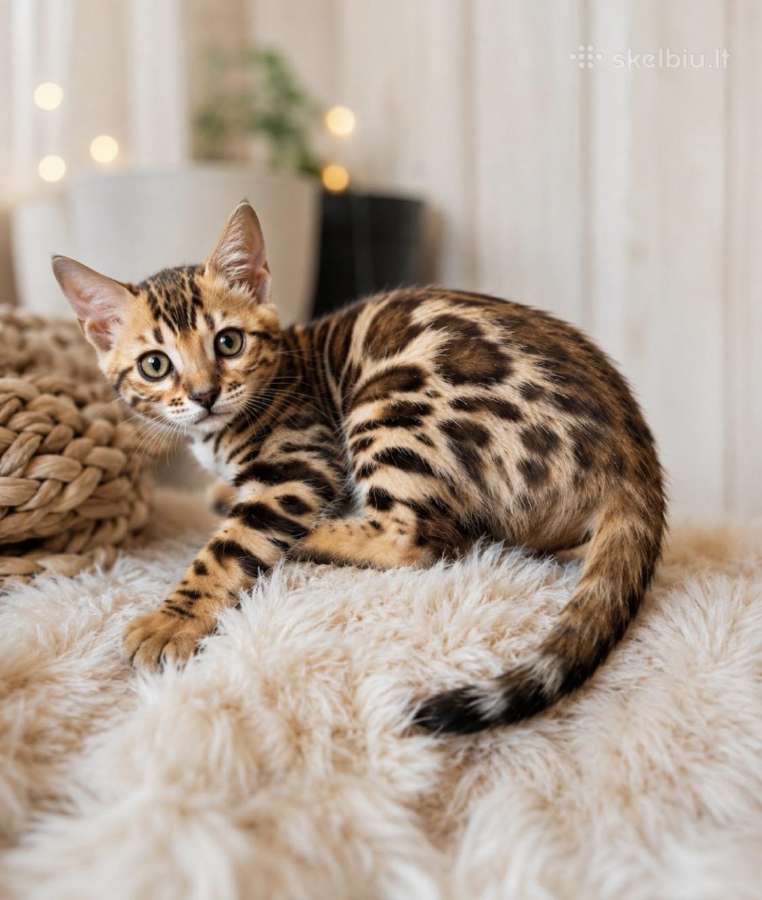 Bengalų katytė ieško namų
