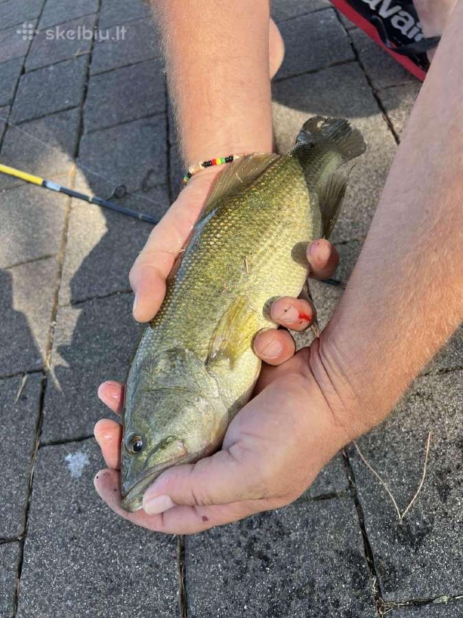 Largemouth bass šiaurės Amerikos ešerys privalumai