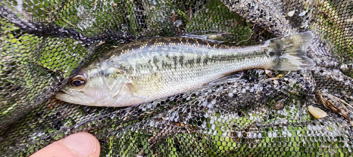 Largemouth bass šiaurės Amerikos ešeriai zuvys - nuotraukos Nr. 3