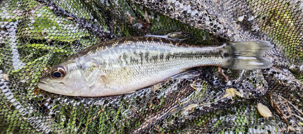 Largemouth bass šiaurės Amerikos ešeriai zuvys - nuotraukos Nr. 10