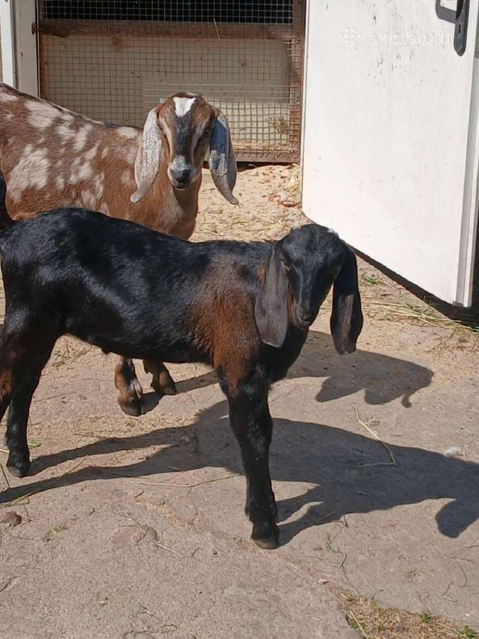 Parduodami An ožiukas