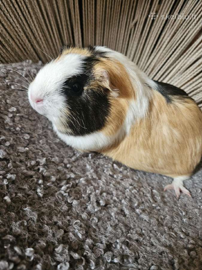 Parduodama 6 mėn. jūrų kiaulytė (mergytė)