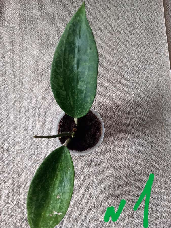 Hoya 's