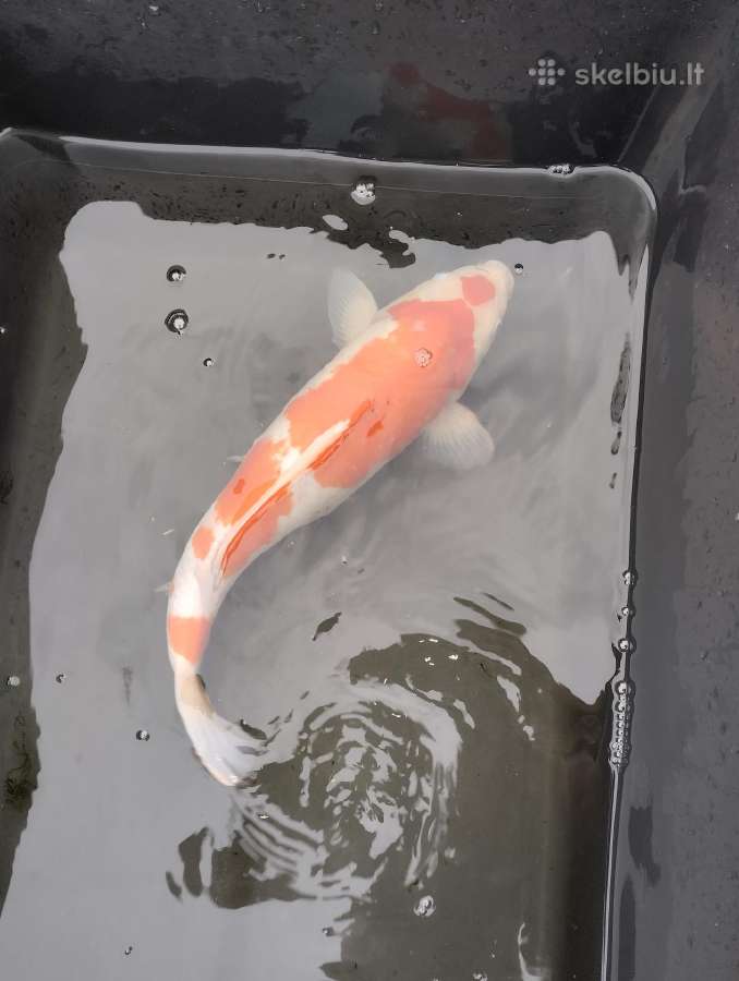 Koi karpiai