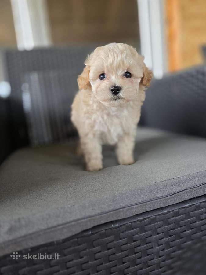 Maltipoo