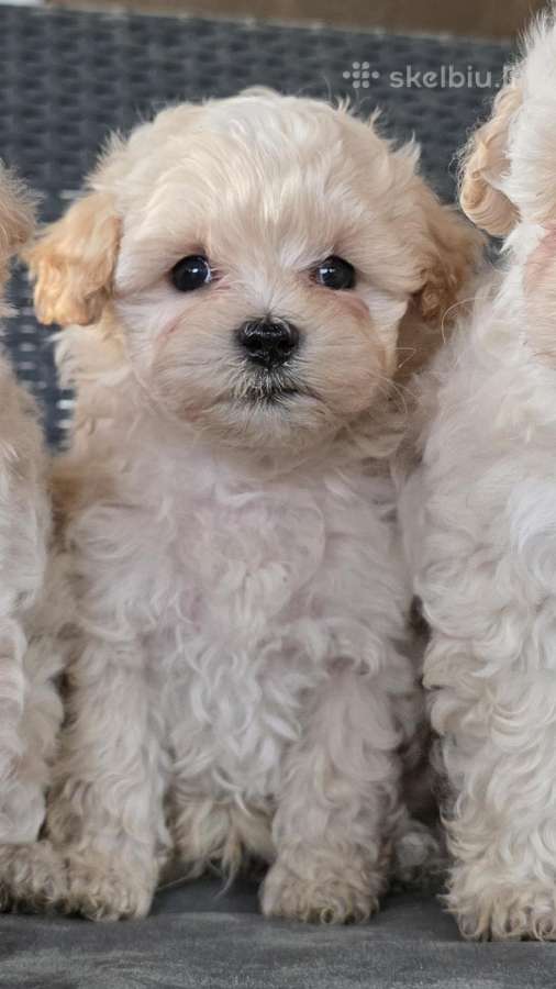 Maltipoo berniukai
