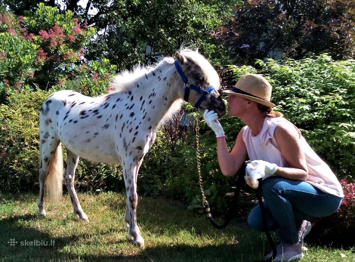 Appaloosa poni kumelaitė