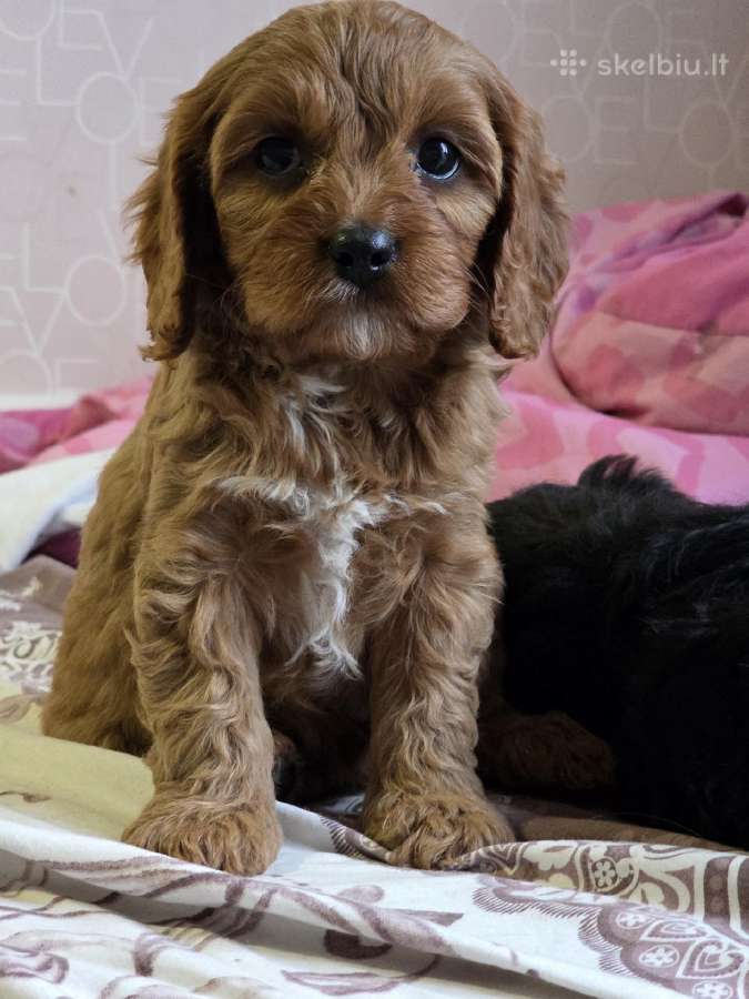 Cavapoo