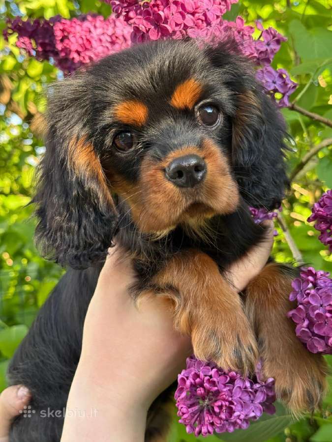 Kavalieriaus karaliaus Karolio spanielis