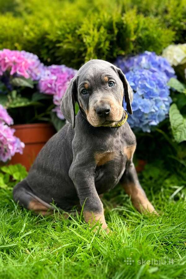 Doberman