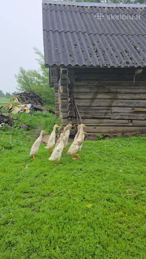 Ančių chaki campbel kiaušiniai