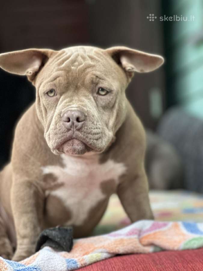 American Bully (poket)