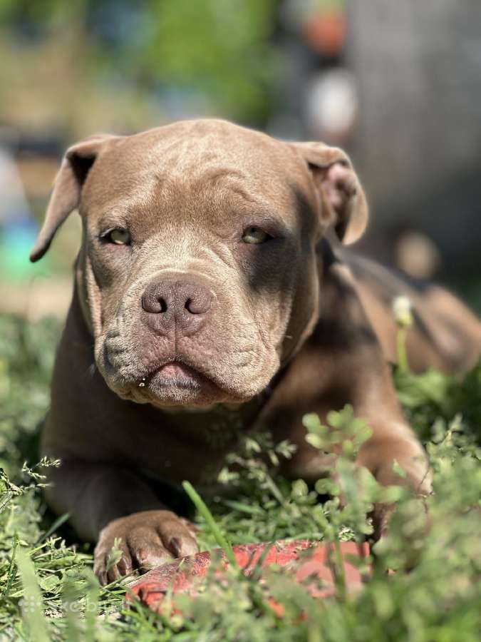 American Bully (poket)