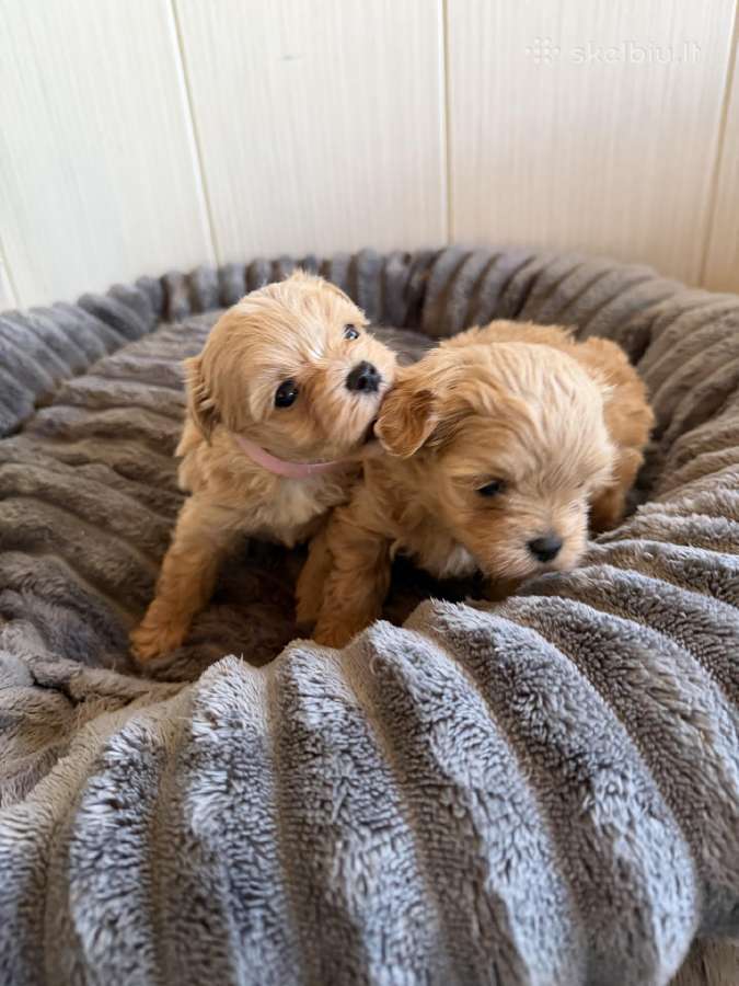 Maltipoo šuniukai