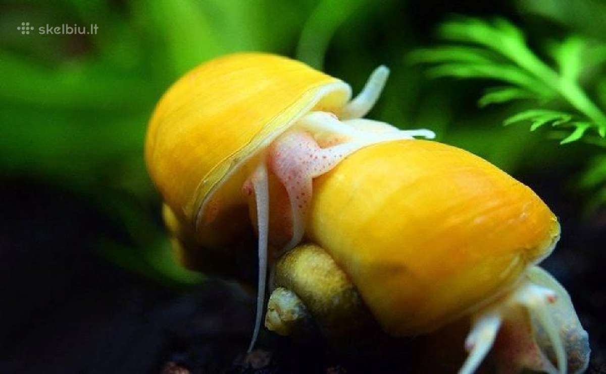 Parduodu ampuliarijas