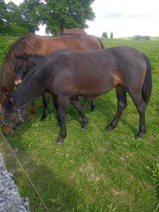 Grynaveislė žemaitukų veislės kumelaitė