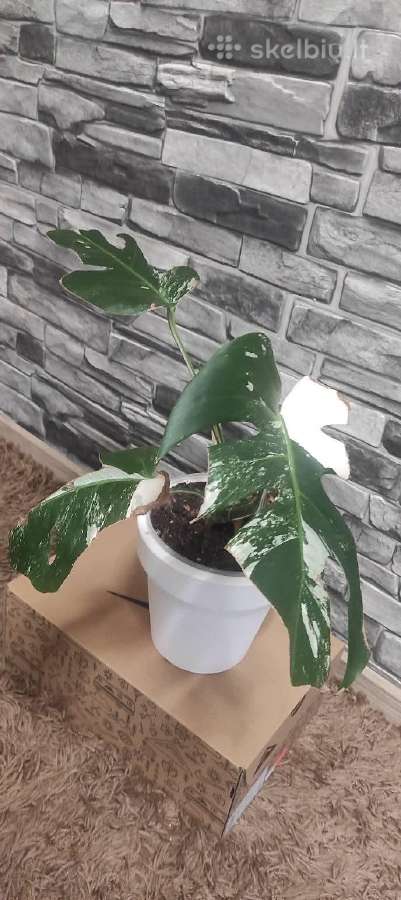 Monstera Deliciosa Albo