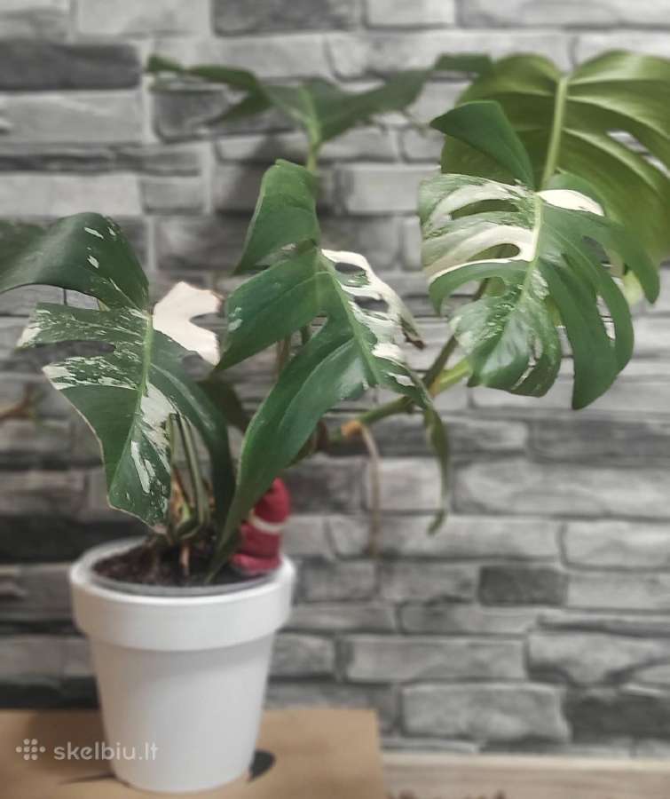 Monstera Deliciosa Albo - nuotraukos Nr. 2