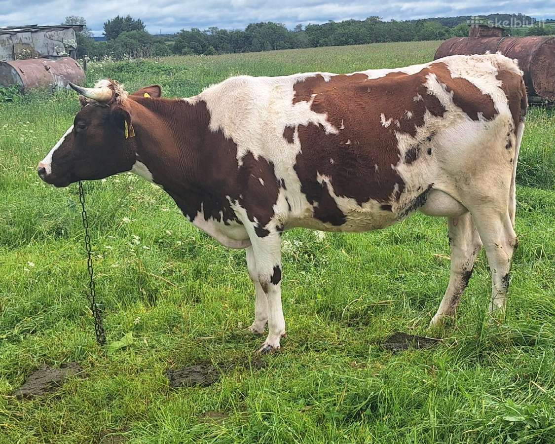 Parduodama šviežiai apsiveršiavusi pieninga karvė