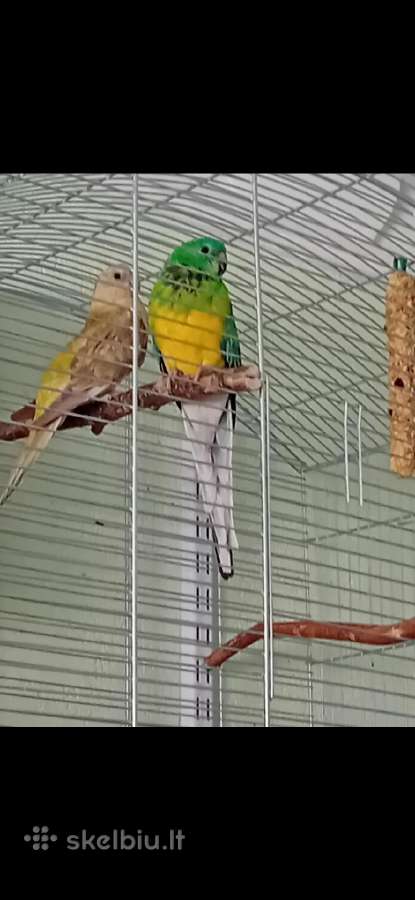 Papugos