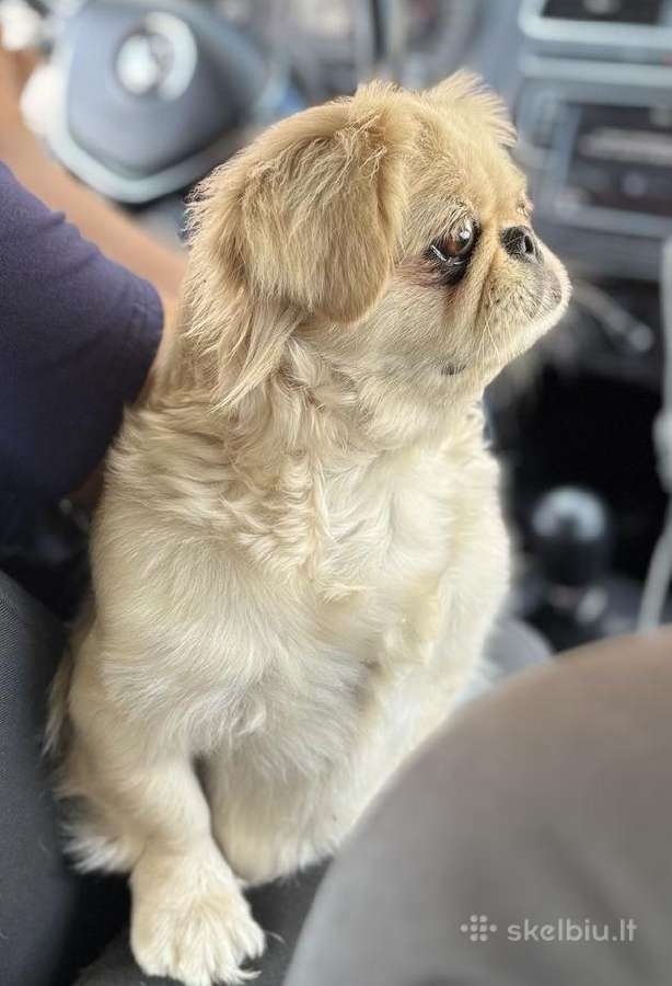 Pekinukė mergytė