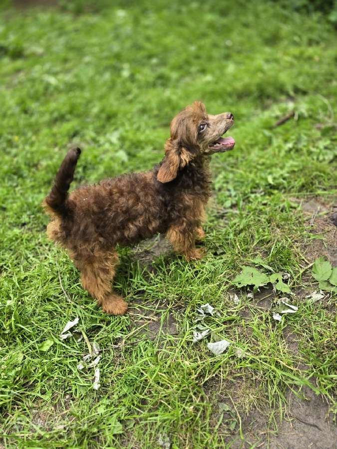 Poodle 3/4