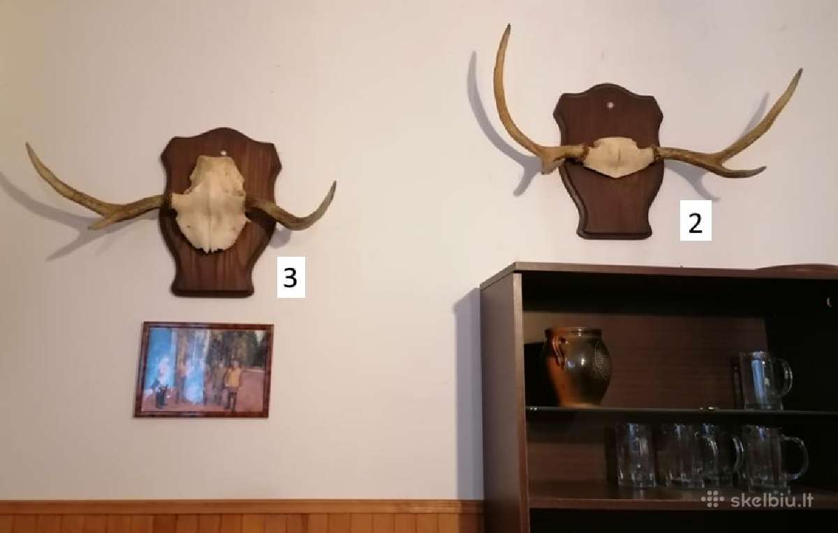 Briedžio ragai, trofėjų kambario dekoracijos - nuotraukos Nr. 4