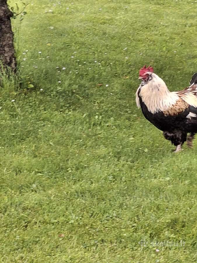 Parduodu faverolių veislės gaidį